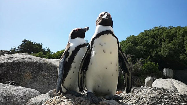 Penguin Time! Private Peninsula Experience.