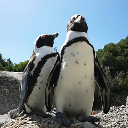 Penguin Time! Private Peninsula Experience.