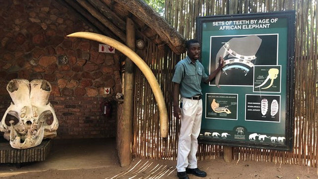 Elephant & Monkey Sanctuary Tour from Johannesburg