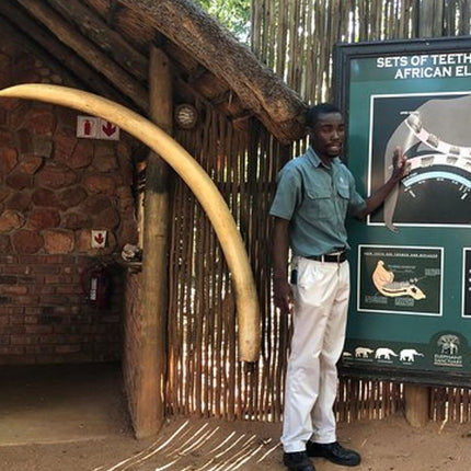 Elephant & Monkey Sanctuary Tour from Johannesburg