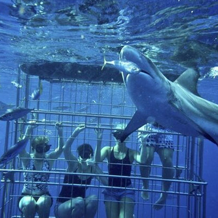 Shark Diving and Viewing Full Day Tour from Cape Town