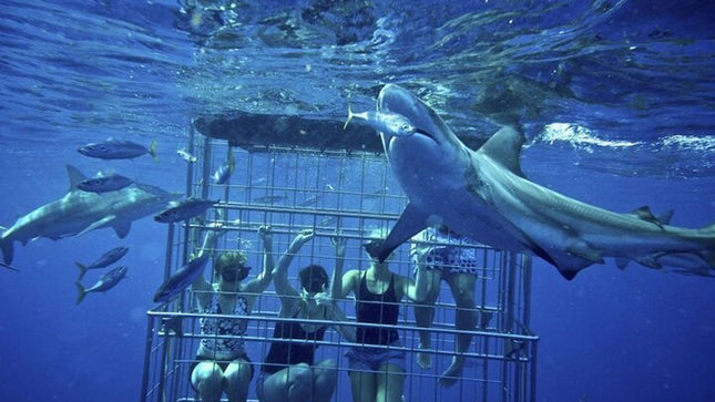 Shark Diving and Viewing Full Day Tour from Cape Town