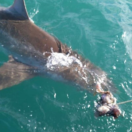 From Cape Town Shark Cage Diving and Viewing in Gansbaai