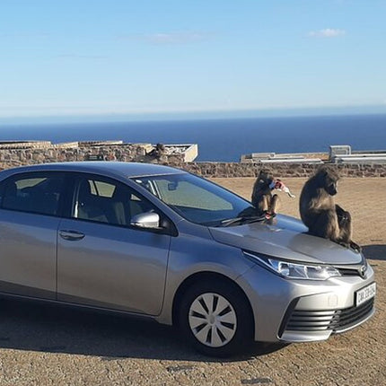 Table Mountain, Cape of Good Hope, Penguins and Sightseeing tour