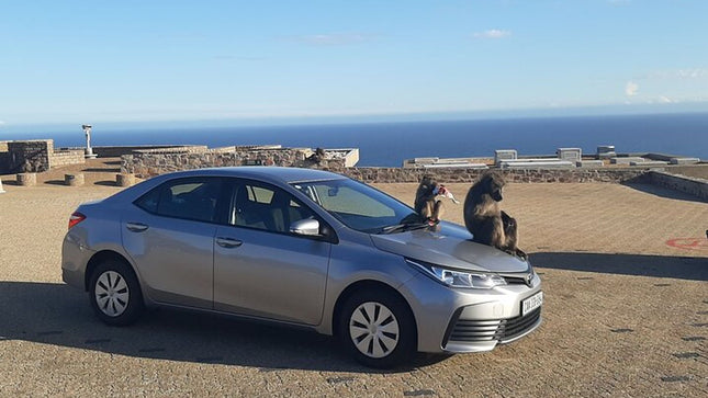 Table Mountain, Cape of Good Hope, Penguins and Sightseeing tour