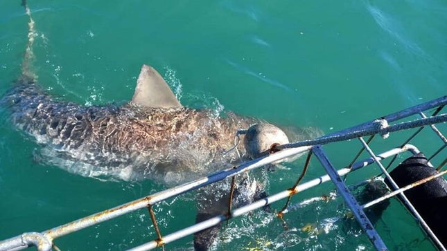 From Cape Town Shark Cage Diving and Viewing in Gansbaai