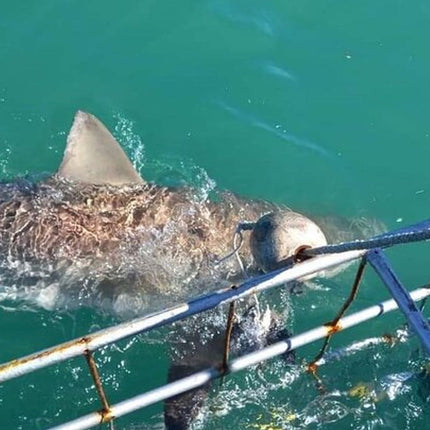 From Cape Town Shark Cage Diving and Viewing in Gansbaai