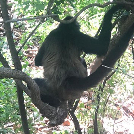Elephant & Monkey Sanctuary Tour from Johannesburg