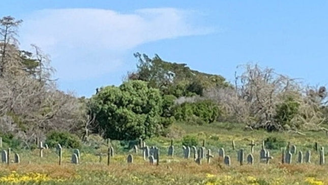 Robben Island and Table Mountain Full Day Tour