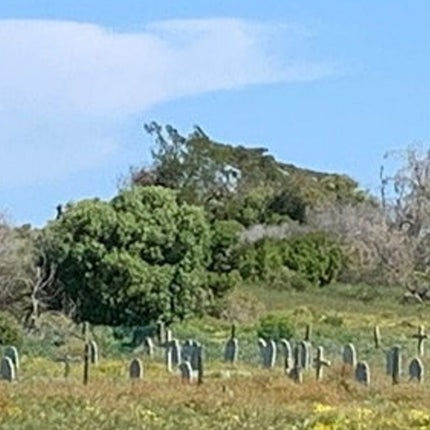 Robben Island and Table Mountain Full Day Tour