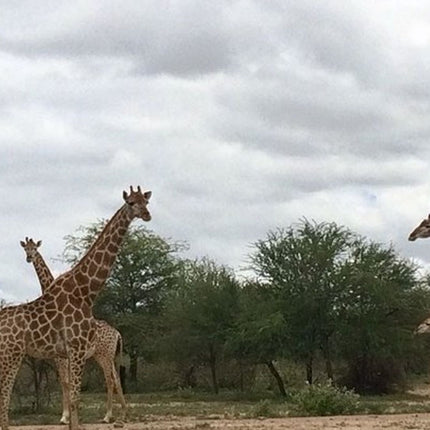 7 Days Kruger National Park Private Tour