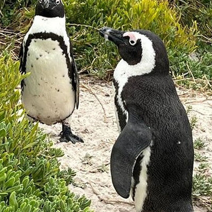 Table Mountain, Cape of Good Hope, Penguins and Sightseeing tour