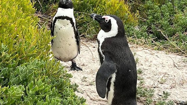 Table Mountain, Cape of Good Hope, Penguins and Sightseeing tour