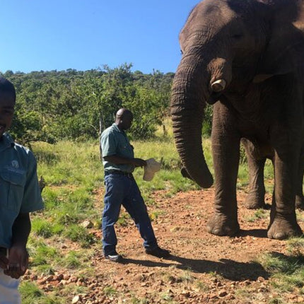 Elephant & Monkey Sanctuary Tour from Johannesburg