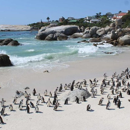 Cape Point & Cape Peninsula Day Tour from Cape Town