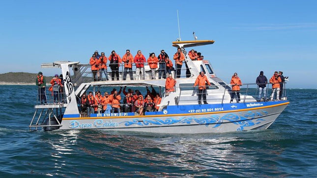 Whale Watching in Hermanus: Must-Do Activity in Cape Town, SA