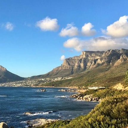 Combo Tour: Marine Wildlife Cruise and Cape Point PM
