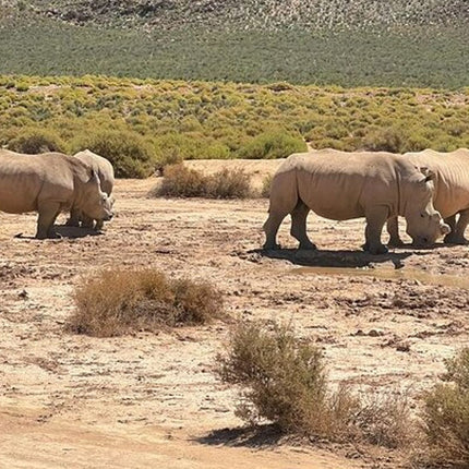 Early Morning Safari Big Five Experience