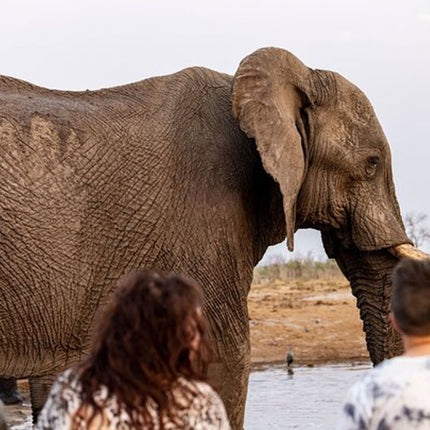 Inverdoorn Private Game Reserve Cape Town Tour