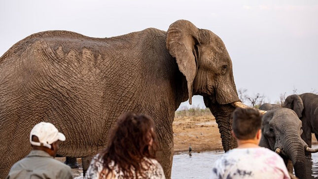 Inverdoorn Private Game Reserve Cape Town Tour