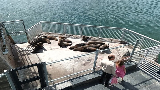 Half Day Experience in Robben Island Museum From Cape Town