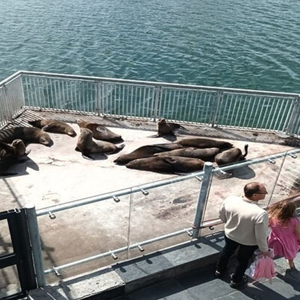 Half Day Experience in Robben Island Museum From Cape Town