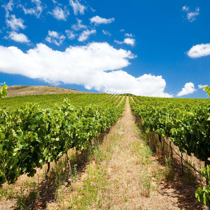 Full Day Cape Winelands Tour