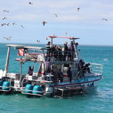 Whale Watching in Hermanus: Must-Do Activity in Cape Town, SA