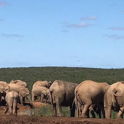 7 Days Kruger National Park Private Tour