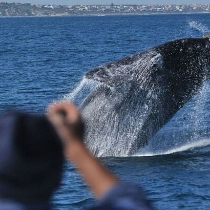 Whale Watching Tour in Hermanus
