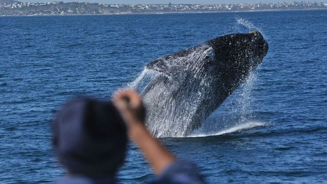 Whale Watching Tour in Hermanus