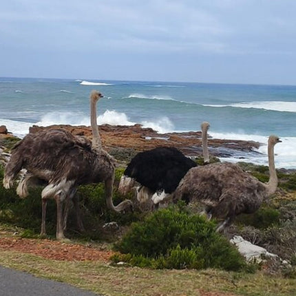 Boulders Penguins in Cape Town full day tour