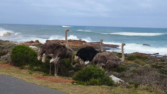 Boulders Penguins in Cape Town full day tour