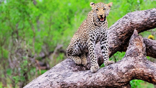 Kruger National Park 2-Day Safari Trip From Cape Town