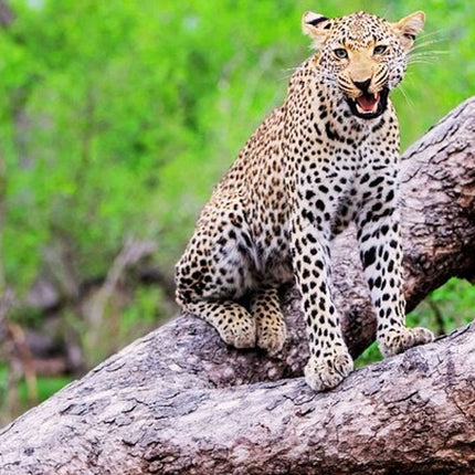 Kruger National Park 2-Day Safari Trip From Cape Town
