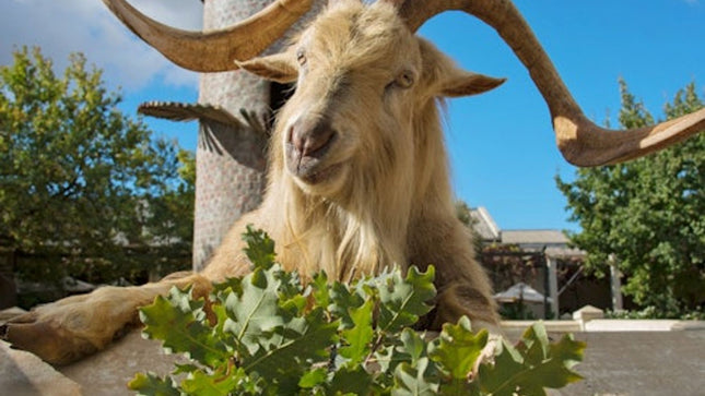 Cape Town: Private 3 Wine Regions Tour + Hotel Transfer