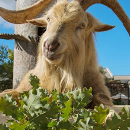 Cape Town: Private 3 Wine Regions Tour + Hotel Transfer