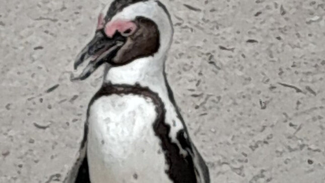 Cape of Good Hope Tour by Bus