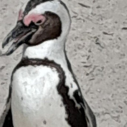 Cape of Good Hope Tour by Bus
