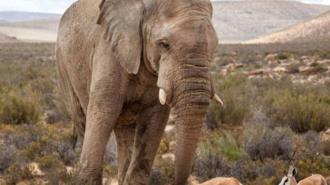 Cape Town: Full-Day Aquila Safari Tour with Nederburg Wine Tasting