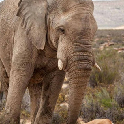 Cape Town: Full-Day Aquila Safari Tour with Nederburg Wine Tasting