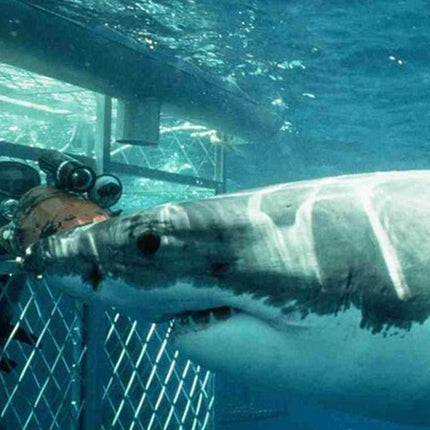 Shark Diving and Viewing Full Day Tour from Cape Town