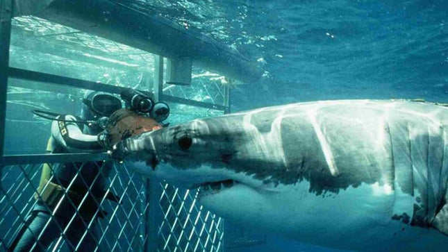 Shark Diving and Viewing Full Day Tour from Cape Town