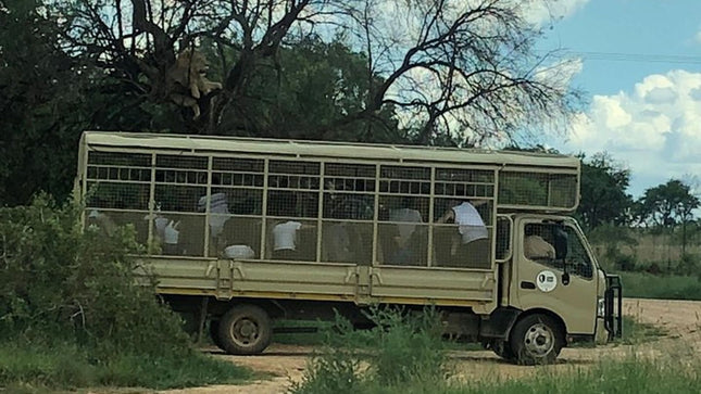 Cradle of Humankind with Lion Safari Combo from Johannesburg