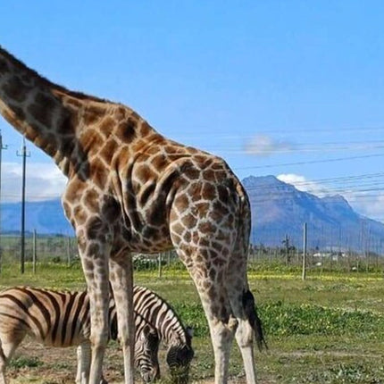 Cape Town Giraffe House, Cheetah Encounter and Wine Tasting Tour.