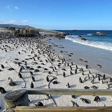 Full day Cape Peninsula Tour