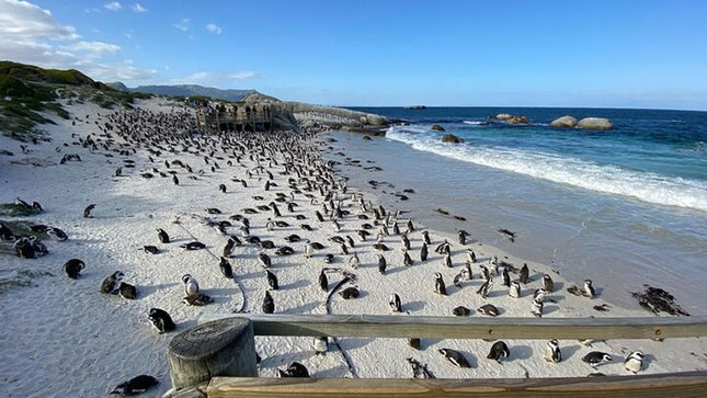 Full day Cape Peninsula Tour