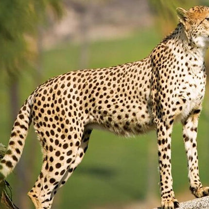 Bo-Kaap, Cheetah Outreach Firgrove & Stellenbosch Wine Tasting