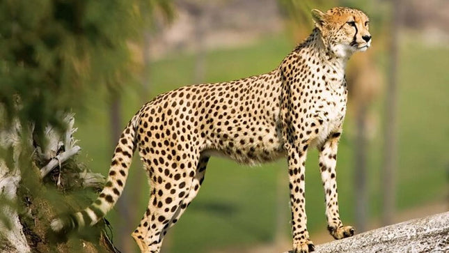Bo-Kaap, Cheetah Outreach Firgrove & Stellenbosch Wine Tasting