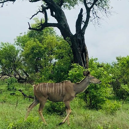 7 Days Kruger National Park Private Tour